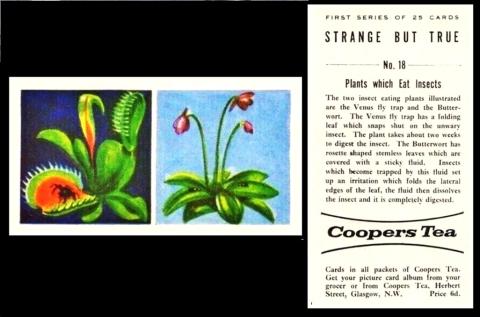 Coopers Tea first series Strange But True