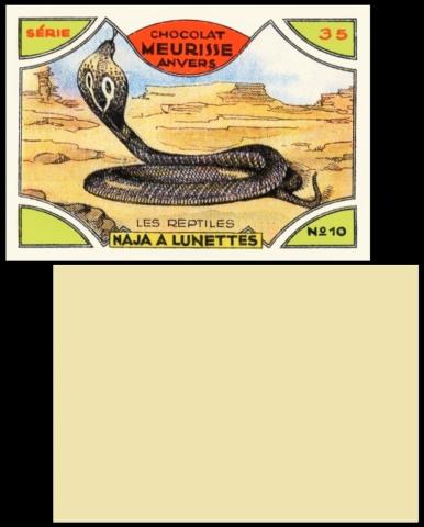 Meurisse Les Reptiles