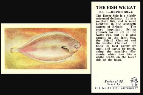 White Fish Authority The Fish We Eat