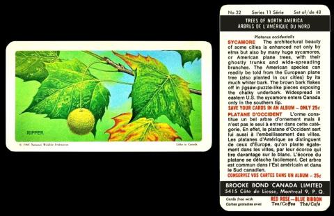 brooke bond canada trees of north america