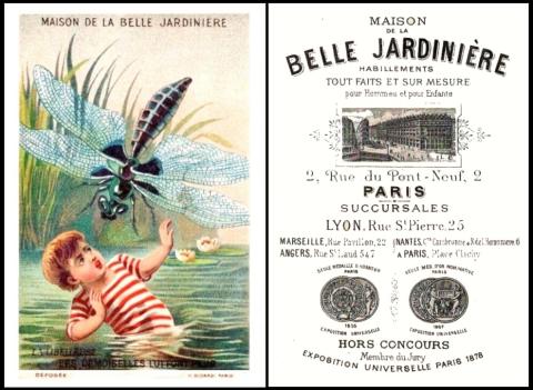 Belle Jardiniere insectes
