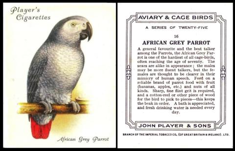 Player Aviary and Cage Birds lg