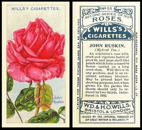 Wills roses second series