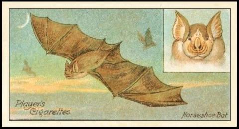 bat