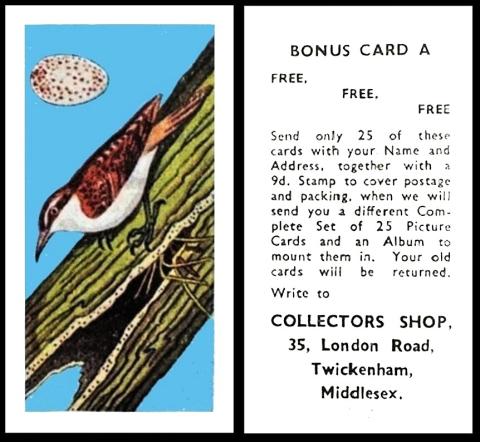 collectors shop bonus A tree creeper