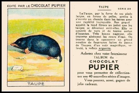 pupier animaux fourrures 25