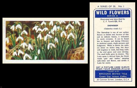 Brooke Bond Wild Flowers S3