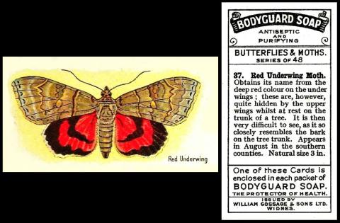 Gossage butterflies moths