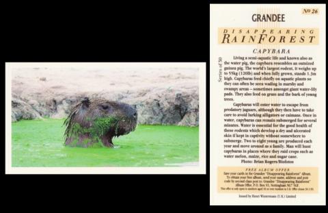 Grandee Disappearing Rainforest