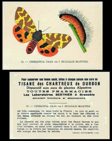 Les Laboratoires BERTHIER lepidoptera