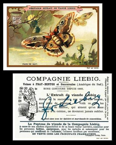 liebig Papillons 1897