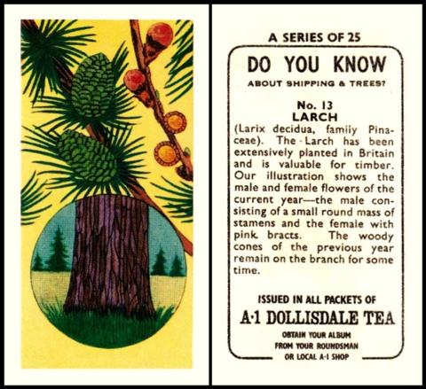 A-1 Dollisdale DYK Shipping Trees