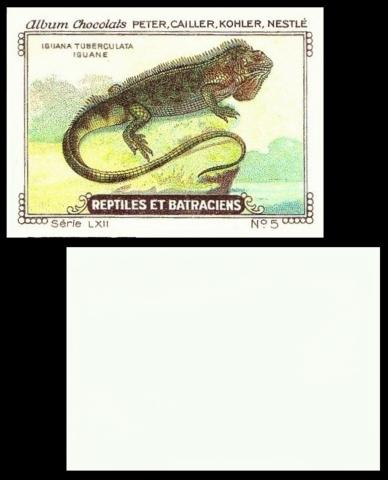 PCKN Reptiles et Batraciens