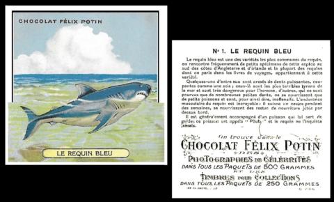 Potin animaux de mer