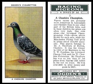 Ogden "Racing Pigeons"