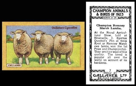 Gallaher Champion Animals Birds 23