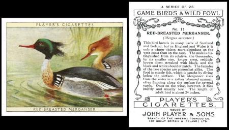 Player Game Birds Wild Fowl