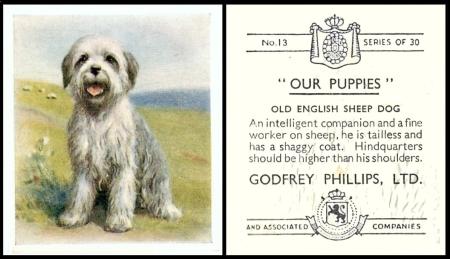 phillips our puppies medium