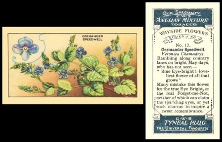 CWS Wayside Flowers