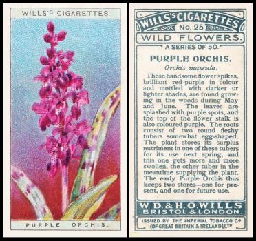 Wills Wild Flowers 1923