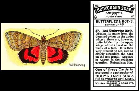 Gossage butterflies moths